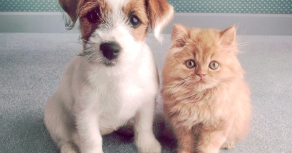 Câmara aprova projeto que proíbe extermínio de cães e gatos saudáveis por órgãos públicos