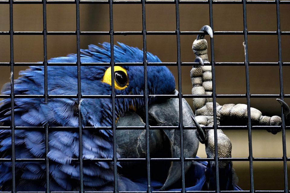 Comissão aprova proibição da captura de aves na natureza e regras para criação em cativeiro
