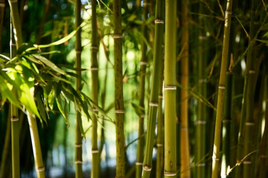 Projeto cria a lei de incentivo à cultura do bambu no Paraná