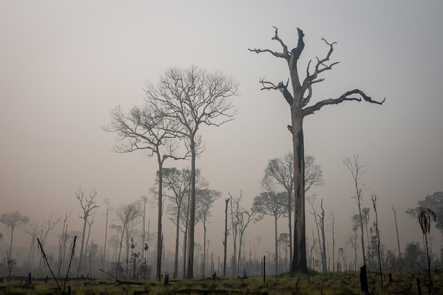 Comissão aprova proposta que regulamenta o aproveitamento da madeira de árvores mortas