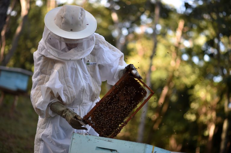 Política nacional de incentivo à produção de mel é sancionada
