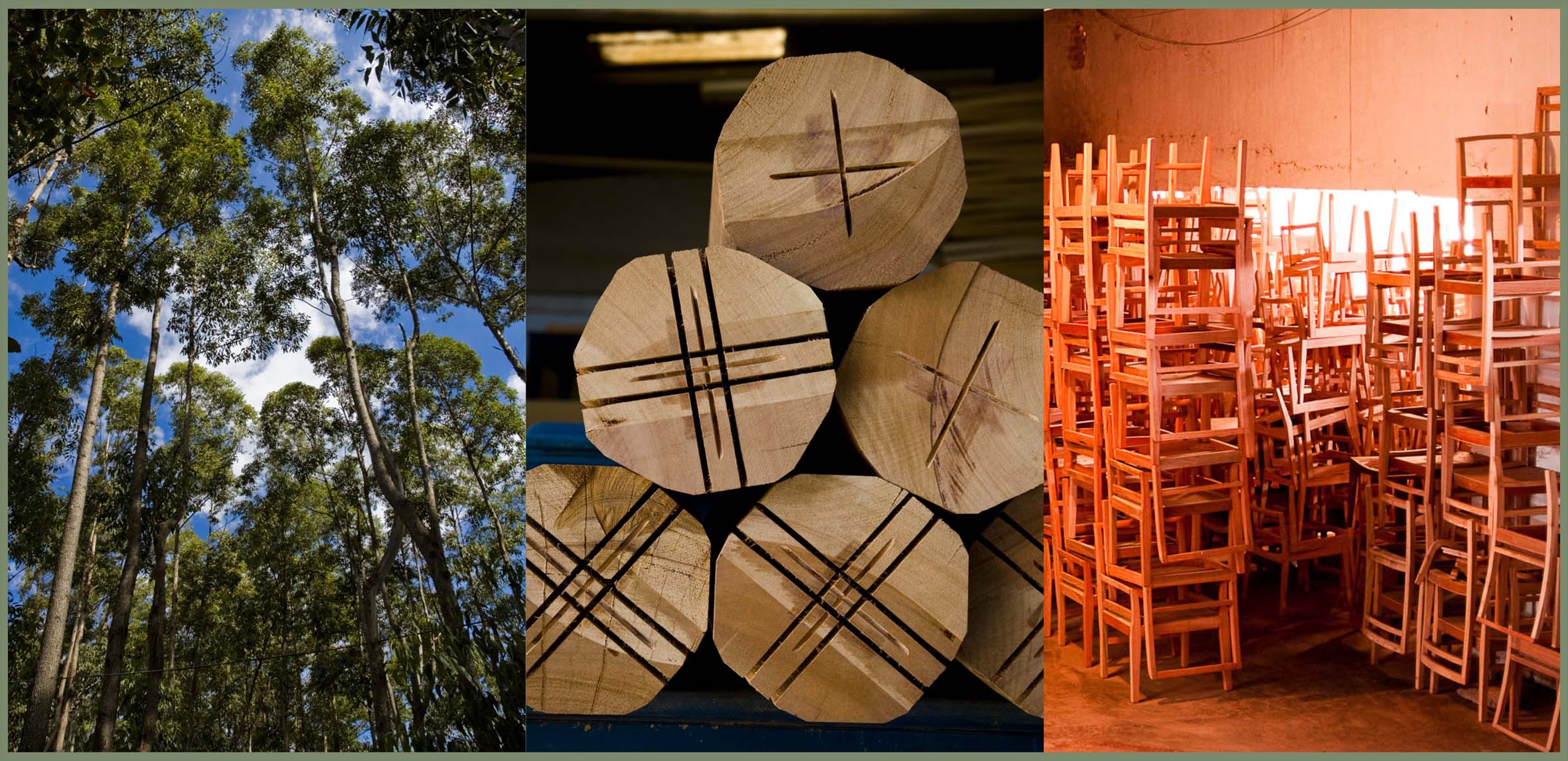 Comissão aprova permissão para produção de madeira certificada em assentamentos da reforma agrária