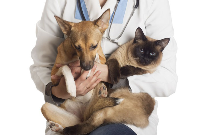 Vacinação de cães e gatos contra raiva e leptospirose agora vai ser obrigatória