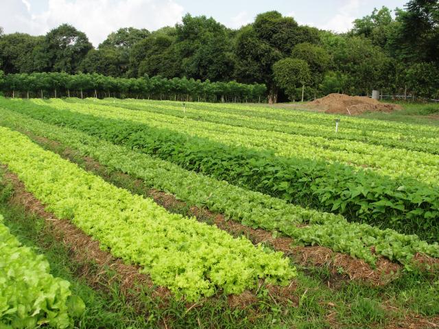 Projeto de Lei da Câmara prevê Produção Orgânica e Política Nacional de Agroecologia
