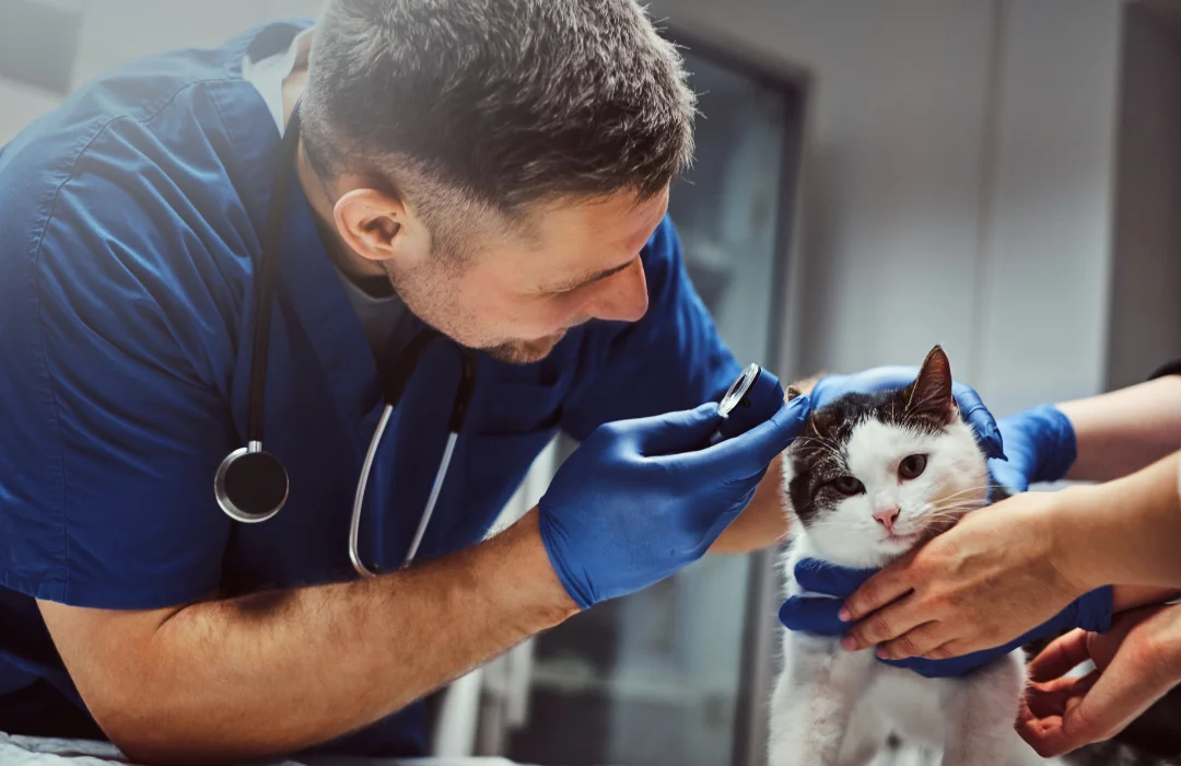 Comissão aprova projeto que amplia a atuação do médico-veterinário